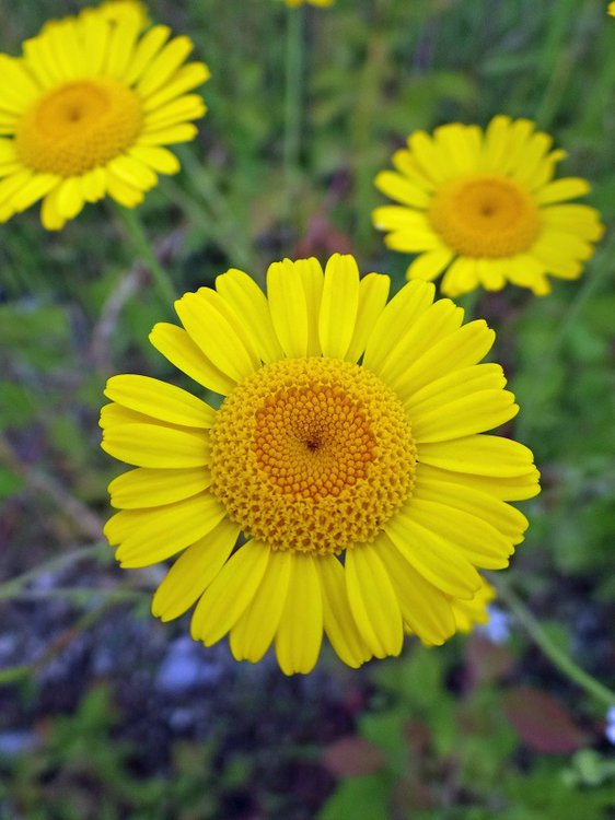 Färber-Hundskamille / Anthemis tinctoria