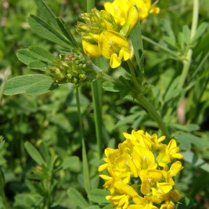 Gold-Klee / Trifolium aureum