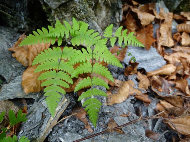 Ruprechtsfarn / Gymnocarpium robertianum