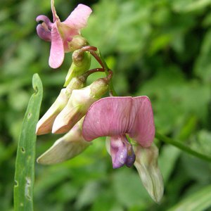 Wald-Platterbse / Lathyrus sylvestris