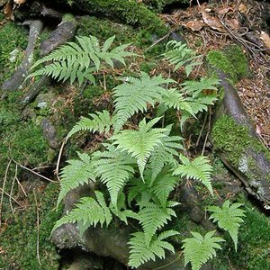 Buchenfarn / Phegopteris connectilis