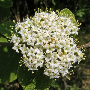 Wolliger Schneeball / Viburnum lantana