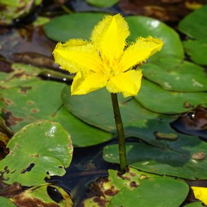 Seekanne / Nymphoides peltata