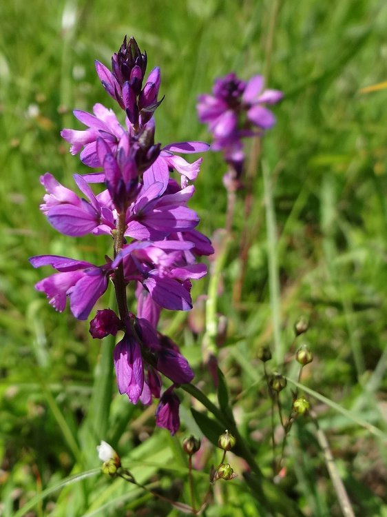 Alpen-Kreuzblume / Polygala alpestris