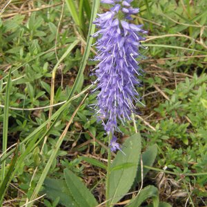 Ähriger Ehrenpreis / Veronica spicata