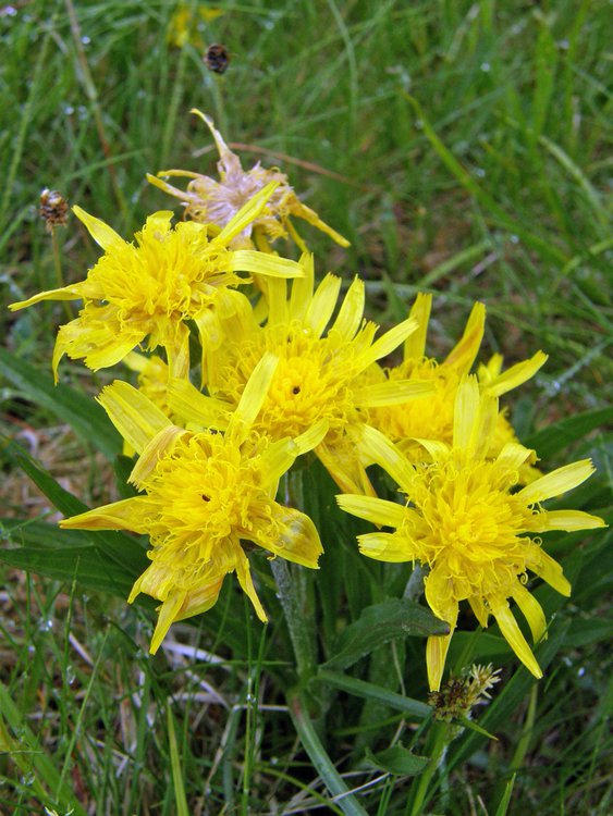 Niedrige Schwarzwurzel / Scorzonera humilis