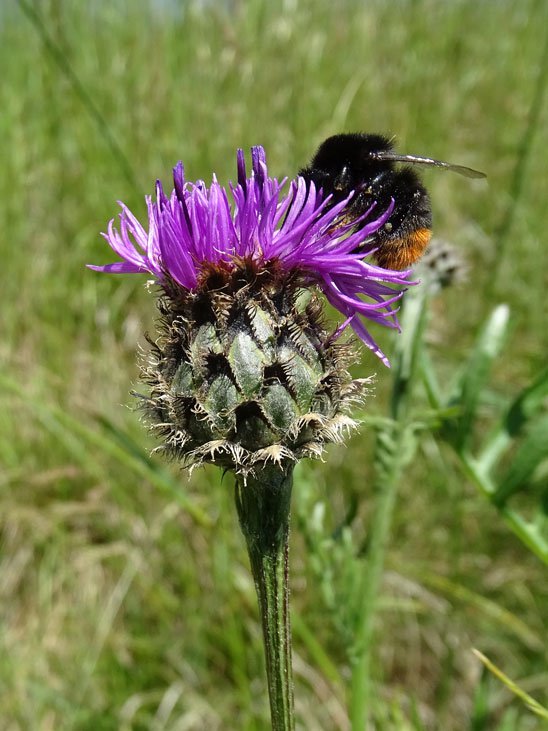 Skabiosen-Flockenblume / Centaurea scabiosa