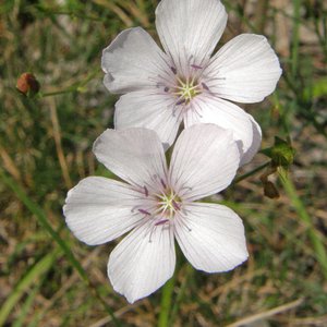 Klebriger Lein / Linum viscosum