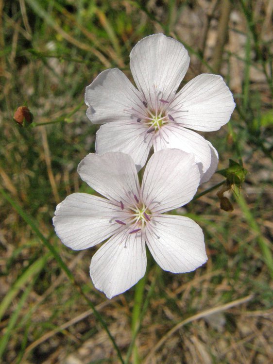 Klebriger Lein / Linum viscosum