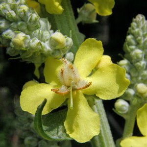 Kleinblütige Königskerze / Verbascum thapsus