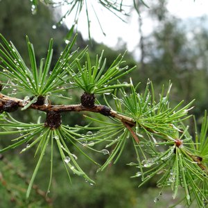 Europäische Lärche / Larix decidua