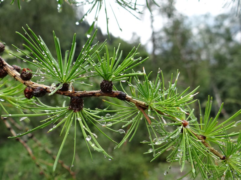 Europäische Lärche / Larix decidua