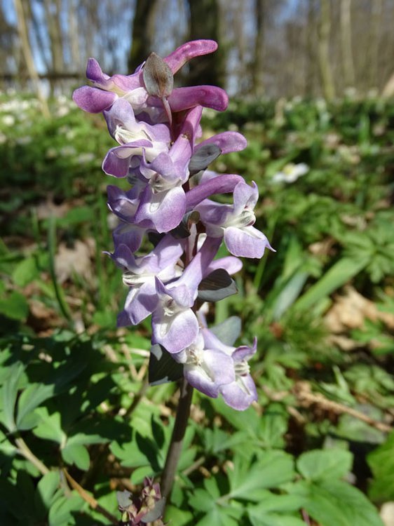 Hohler Lerchensporn / Corydalis cava