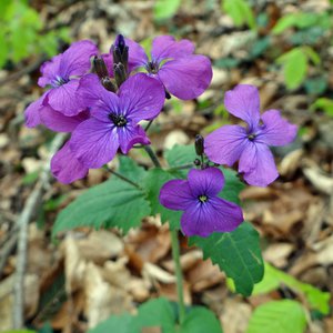 Wildes Silberblatt / Lunaria rediviva