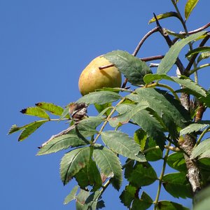 Speierling / Sorbus domestica