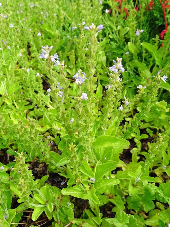 Wald-Ehrenpreis / Veronica officinalis