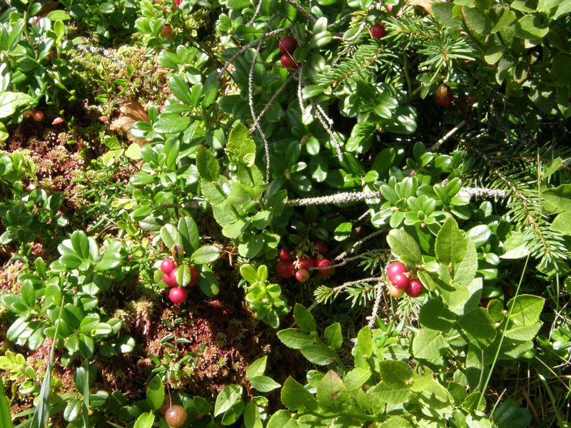 Preiselbeere / Vaccinium vitis-idaea