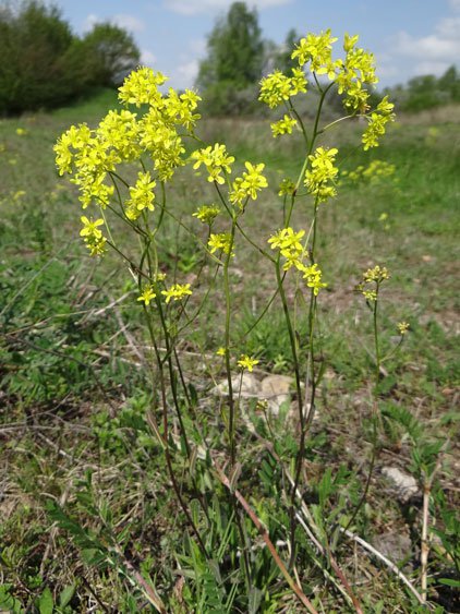 Brillenschötchen / Biscutella laevigata