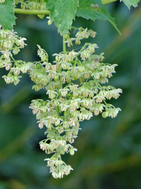Hopfen / Humulus lupulus