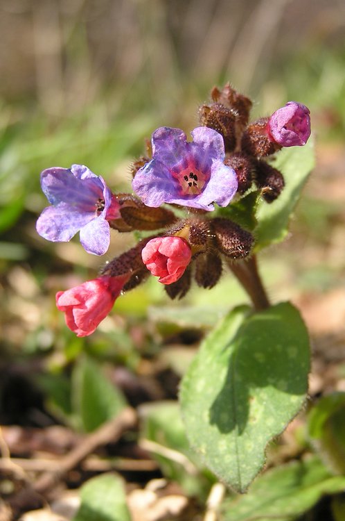 Echtes Lungenkraut / Pulmonaria officinalis