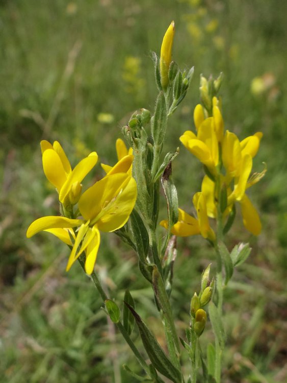 Färber-Ginster / Genista tinctoria