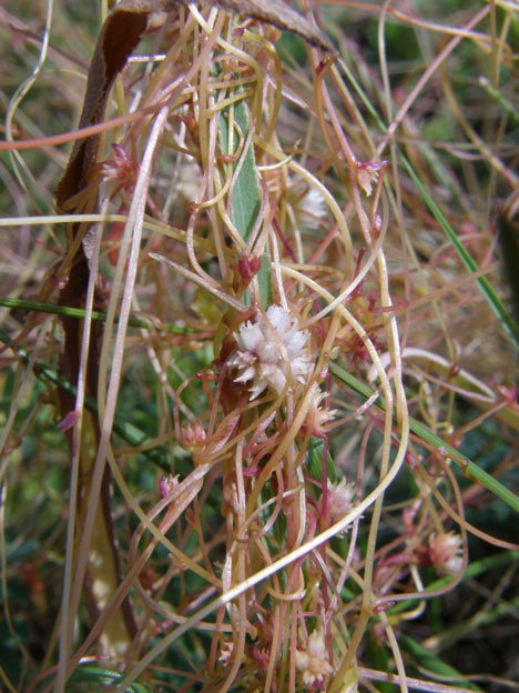 Europäischer Teufelszwirn / Cuscuta europaea