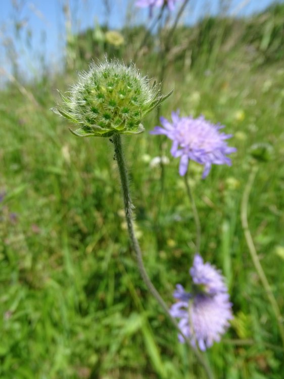 Acker-Witwenblume / Knautia arvensis