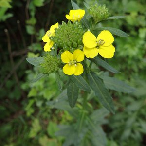 Acker-Schöterich / Erysimum cheiranthoides