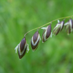 Nickendes Perlgras / Melica nutans