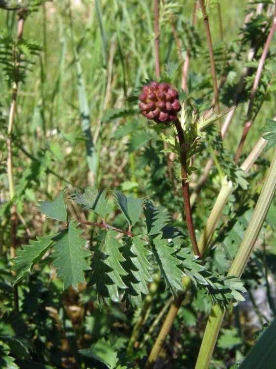 Großer Wiesenknopf / Sanguisorba officinalis