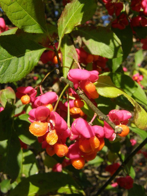 Gewöhnliches Pfaffenhütchen / Euonymus europaeus