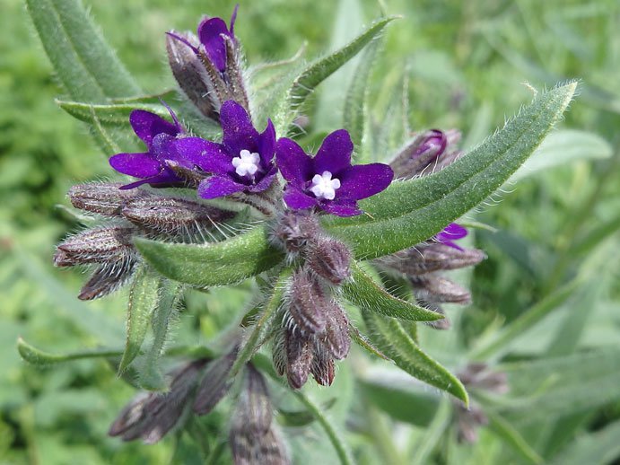Gemeine Ochsenzunge / Anchusa officinalis