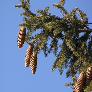 Gewöhnliche Fichte / Picea abies