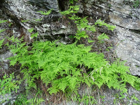 Ruprechtsfarn / Gymnocarpium robertianum