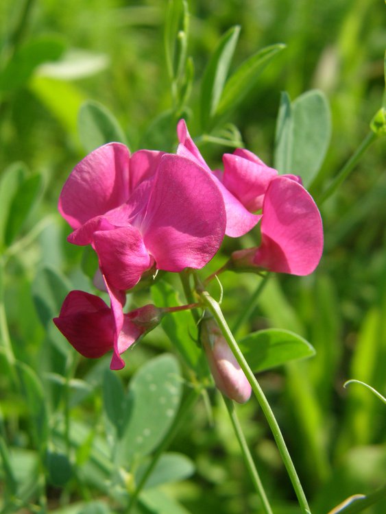 Knollen-Platterbse / Lathyrus tuberosus