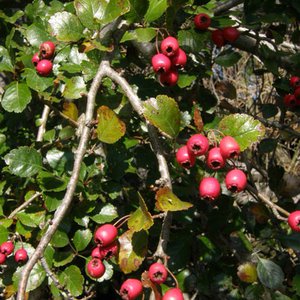 Zweigriffeliger Weißdorn / Crataegus laevigata