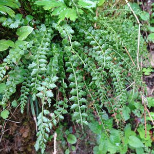 Grüner Streifenfarn / Asplenium viride