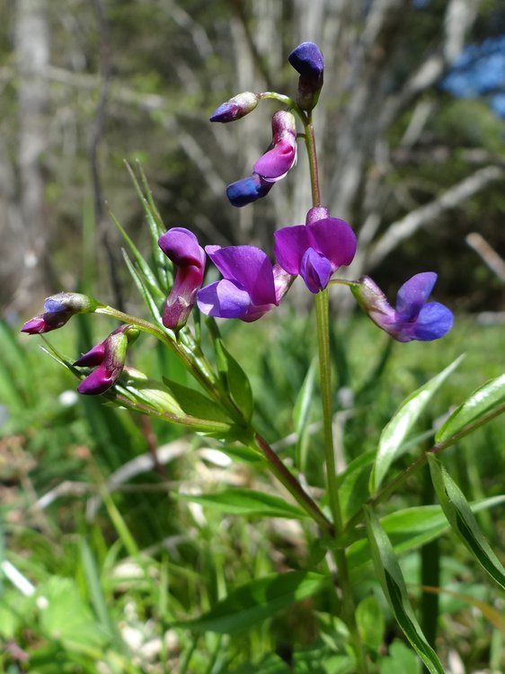 Frühlings-Platterbse / Lathyrus vernus