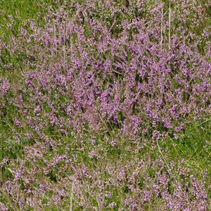 Besenheide / Calluna vulgaris