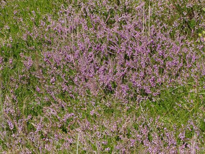 Besenheide / Calluna vulgaris