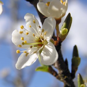 Schlehe / Prunus spinosa