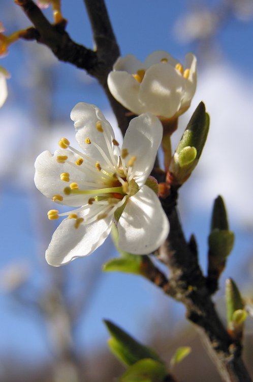Schlehe / Prunus spinosa