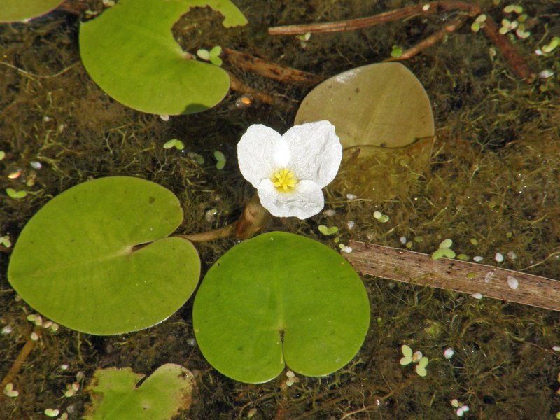 Europäischer Froschbiss / Hydrocharis morsus-ranae