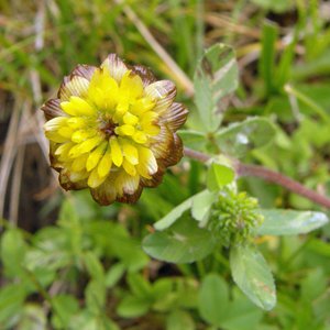 Moor-Klee / Trifolium spadiceum