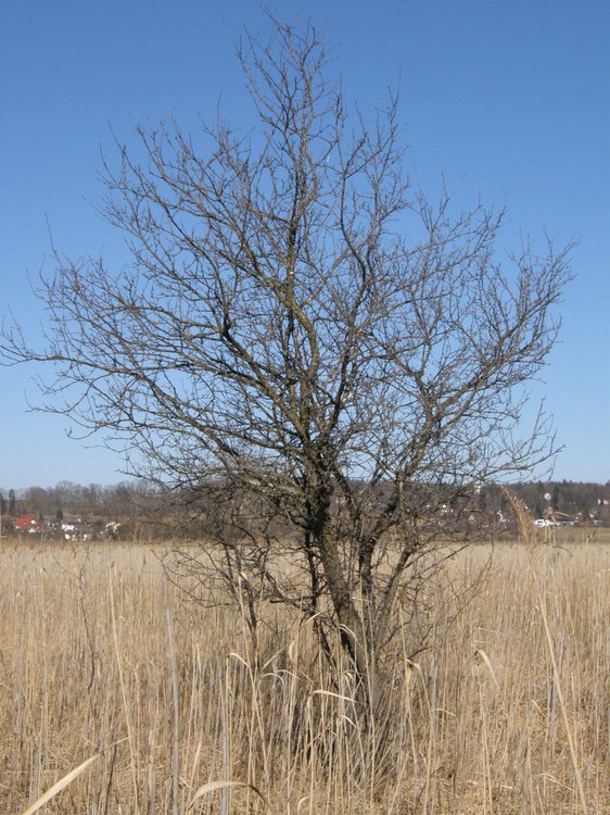 Echter Kreuzdorn / Rhamnus cathartica