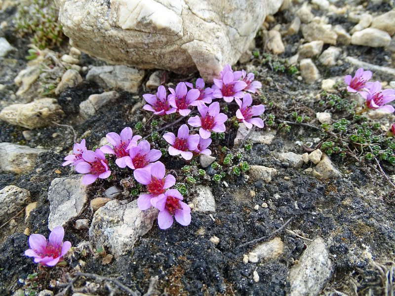 Gegenblättriges Steinbrech / Saxifraga oppositifolia