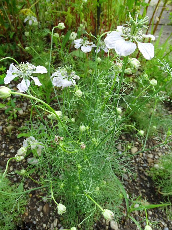 Acker-Schwarzkümmel / Nigella arvensis