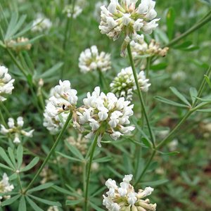 Seidenhaar-Backenklee / Dorycnium germanicum