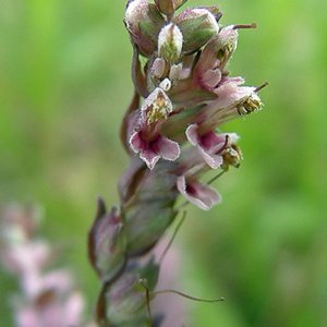 Roter Zahntrost / Odontites vulgaris