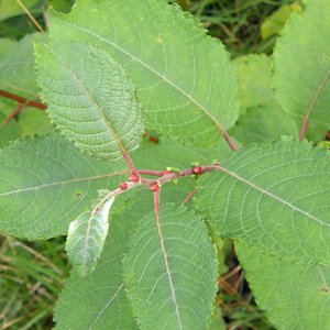 Öhrchen-Weide / Salix aurita